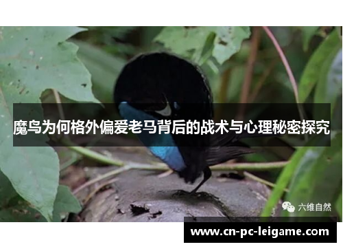 魔鸟为何格外偏爱老马背后的战术与心理秘密探究